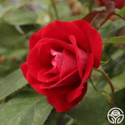 Take It Easy™ -Heirloom Roses take it easy 2 5