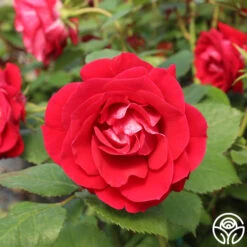 Take It Easy™ -Heirloom Roses take it easy logo