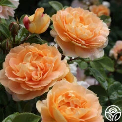 Tatin 12 Tatin -Heirloom Roses tatin 13