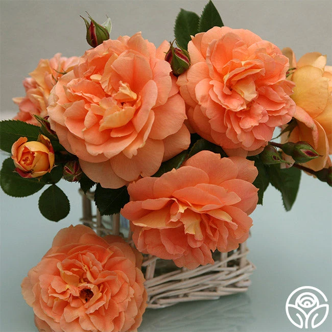 Tatin 4 Tatin - Image 2