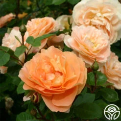 Tatin 16 Tatin -Heirloom Roses tatin 15