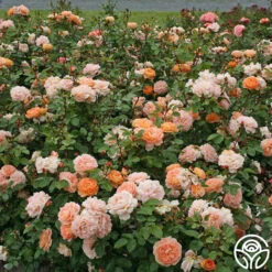 Tatin 15 Tatin -Heirloom Roses tatin 16