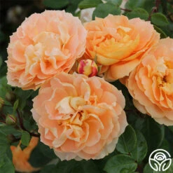 Tatin 13 Tatin -Heirloom Roses tatin 21