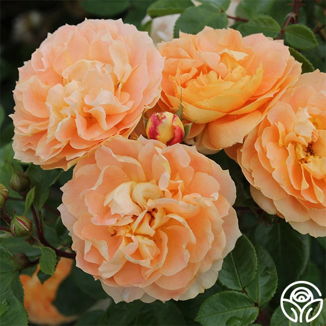 Tatin 6 Tatin - Image 4