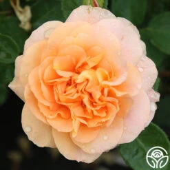 Tatin 14 Tatin -Heirloom Roses tatin 88