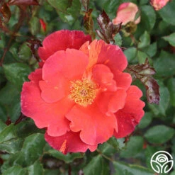 Tawny Tiger -Heirloom Roses tawny tiger 2 1