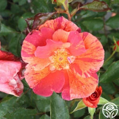 Tawny Tiger -Heirloom Roses tawny tiger 3 5