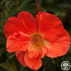 Tawny Tiger -Heirloom Roses tawny tiger 6 4