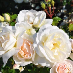 Tchaikovski® -Heirloom Roses tchaikovski 3 7