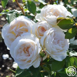 Tchaikovski® -Heirloom Roses tchaikovski 5 7