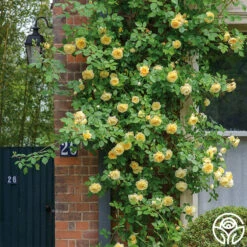 Teasing Georgia™ 15 Teasing Georgia™ -Heirloom Roses teasing georgia 1 2