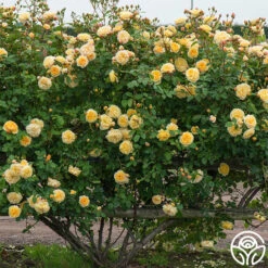 Teasing Georgia™ 13 Teasing Georgia™ -Heirloom Roses teasing georgia 4