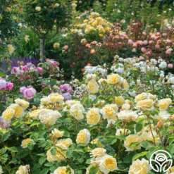 Teasing Georgia™ 12 Teasing Georgia™ -Heirloom Roses teasing georgia 6 1