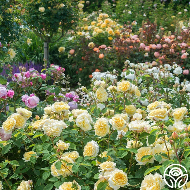 Teasing Georgia™ 6 Teasing Georgia™ - Image 4