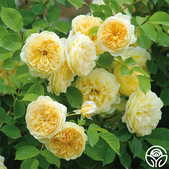 Teasing Georgia™ 3 Teasing Georgia™