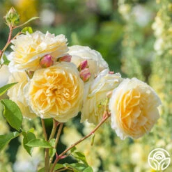 Teasing Georgia™ 14 Teasing Georgia™ -Heirloom Roses teasing georgia 8