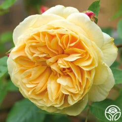 Teasing Georgia™ 11 Teasing Georgia™ -Heirloom Roses teasing georgia5