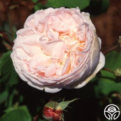 Tender Blush -Heirloom Roses tender blush 32