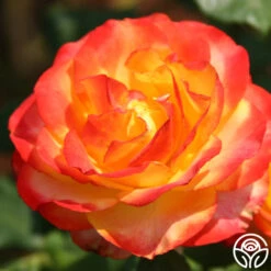 Tequila Sunrise -Heirloom Roses tequila sunrise 2 5
