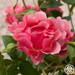 Tequila Supremeâ„¢