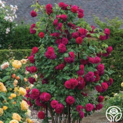 Tess Of The D'Urbervilles® 8 Tess Of The D'Urbervilles® -Heirloom Roses tess of the durbervilles 1