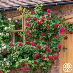 Tess Of The D'Urbervilles® 9 Tess Of The D'Urbervilles® -Heirloom Roses tess of the durbervilles 3