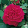 Tess Of The D'Urbervilles® -Heirloom Roses tess of the durbervilles 5 1