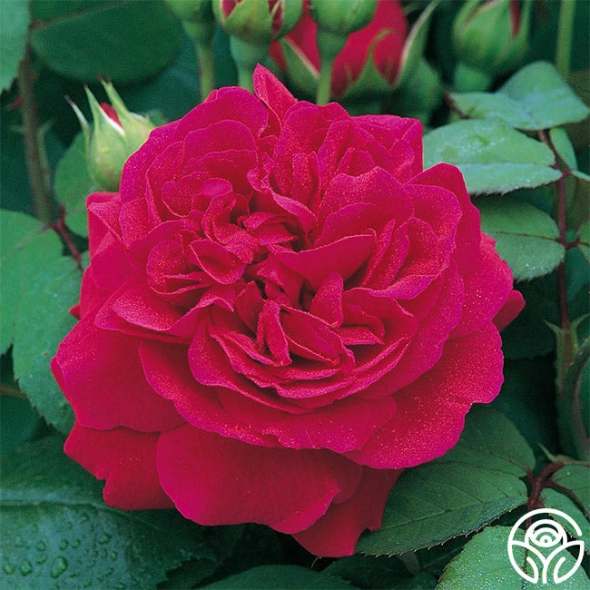 Tess Of The D'Urbervilles® 3 Tess Of The D'Urbervilles®