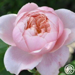 The Alnwick Rose® 10 The Alnwick Rose® -Heirloom Roses the alnwick rose logo 02