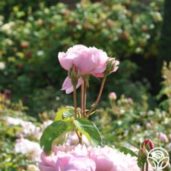 The Alnwick Rose® 11 The Alnwick Rose® -Heirloom Roses the alnwick rose logo 03