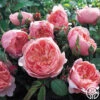 The Alnwick Rose® 1 The Alnwick Rose® -Heirloom Roses the alnwick rose logo 04