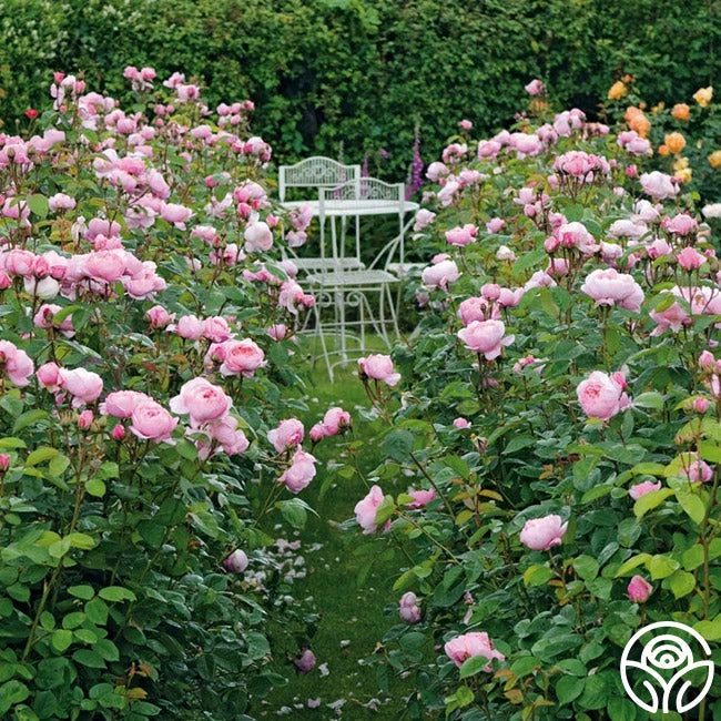 The Alnwick Rose® 4 The Alnwick Rose® - Image 2