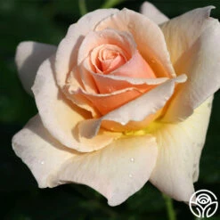 The English Lady™ -Heirloom Roses the english lady 5 1