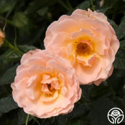 The English Lady™ -Heirloom Roses the english lady 6 1