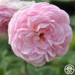 The Fairy -Heirloom Roses the fairy 2 8