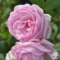 The Fairy -Heirloom Roses the fairy 3 8