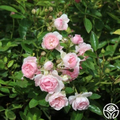 The Fairy -Heirloom Roses the fairy 5 7