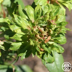 Heirloom Roses -Heirloom Roses the green rose 1 5