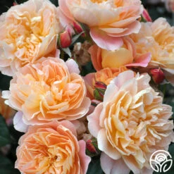 The Impressionist™ -Heirloom Roses the impressionist 15