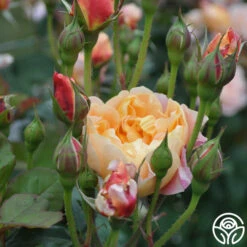 The Impressionist™ -Heirloom Roses the impressionist 16 1