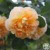The Impressionist™ -Heirloom Roses the impressionist 1 2