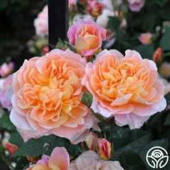 The Impressionist™ -Heirloom Roses the impressionist 3 2