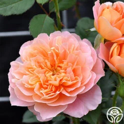 The Impressionist™ -Heirloom Roses the impressionist 53