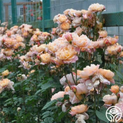 The Impressionist™ -Heirloom Roses the impressionist 5 1