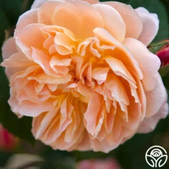 The Impressionist™ -Heirloom Roses the impressionist 7