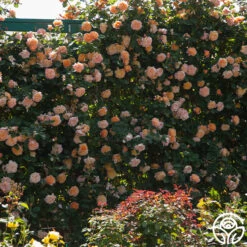 The Impressionist™ -Heirloom Roses the impressionist 8