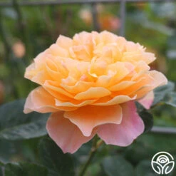 The Impressionist™ -Heirloom Roses the impressionist 9