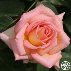 The Lady -Heirloom Roses the lady 11