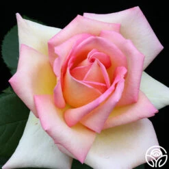 The Lady -Heirloom Roses the lady 1 7