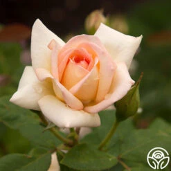 The Lady -Heirloom Roses the lady 2 7